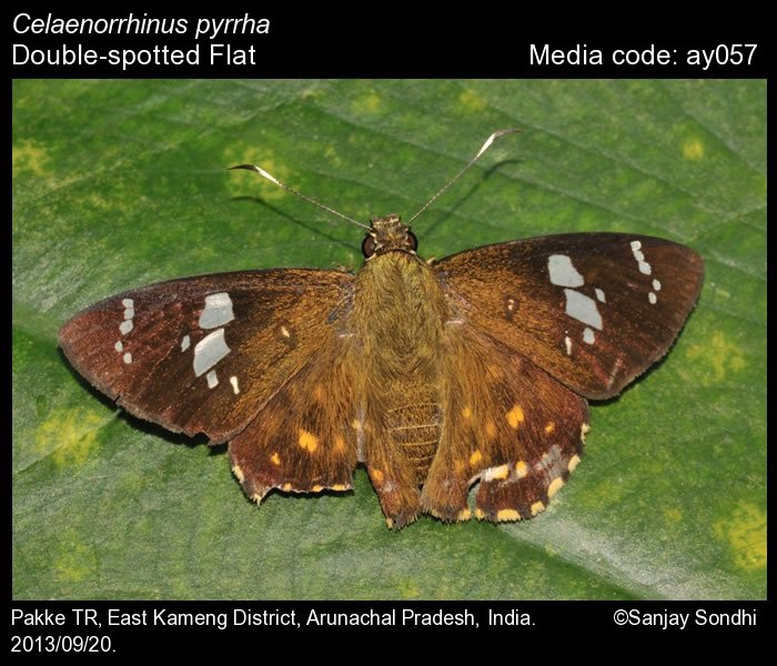pyrrha | Butterfly